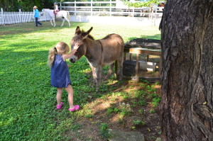 Grand Cayman Equestrian Center