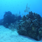 Underwater views near Eden Rock in Grand Cayman
