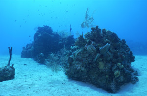 Underwater views near Eden Rock in Grand Cayman
