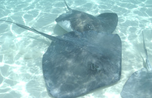 Stingrays at Stingray City in Grand Cayman