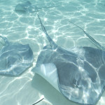 Swimming with Stingrays in Grand Cayman