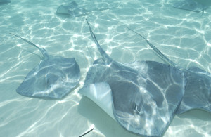 Swimming with Stingrays in Grand Cayman