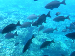 Nautilus Undersea Tour in Grand Cayman