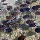 Cayman Islands Turtle Farm