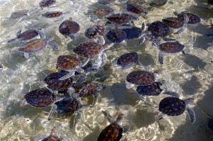 Cayman Islands Turtle Farm